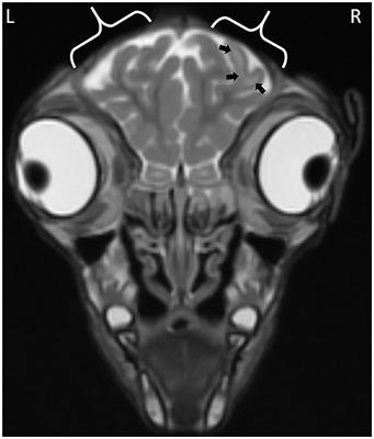 Cautery Disbudding Iron Application Time and Brain Injury in Goat Kids: A Pilot Study